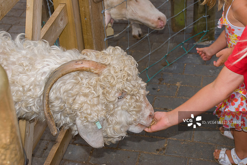 儿童喂羊图片素材