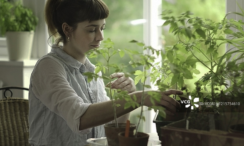 挑选番茄苗图片素材