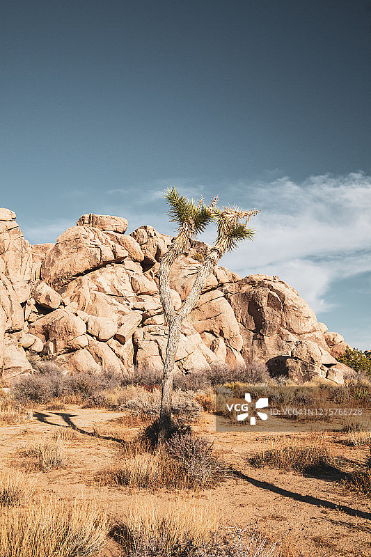 巨石阴影下的约书亚树图片素材