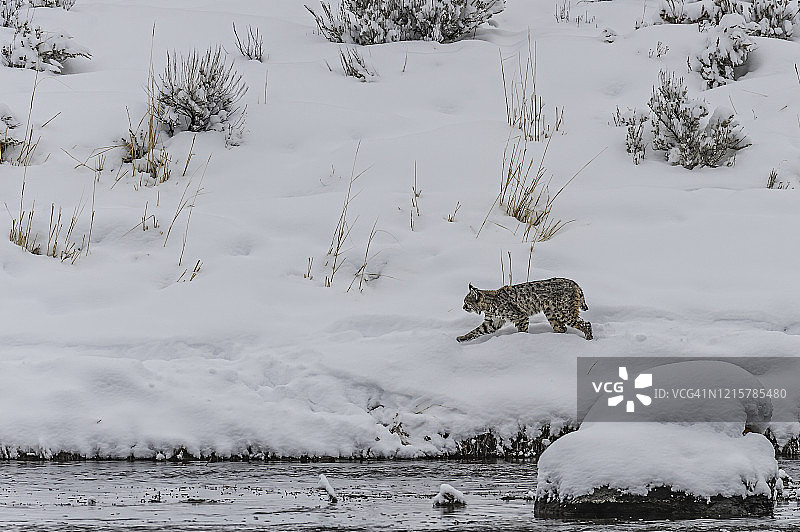 在黄石国家公园麦迪逊河沿岸猎食的短尾猫图片素材