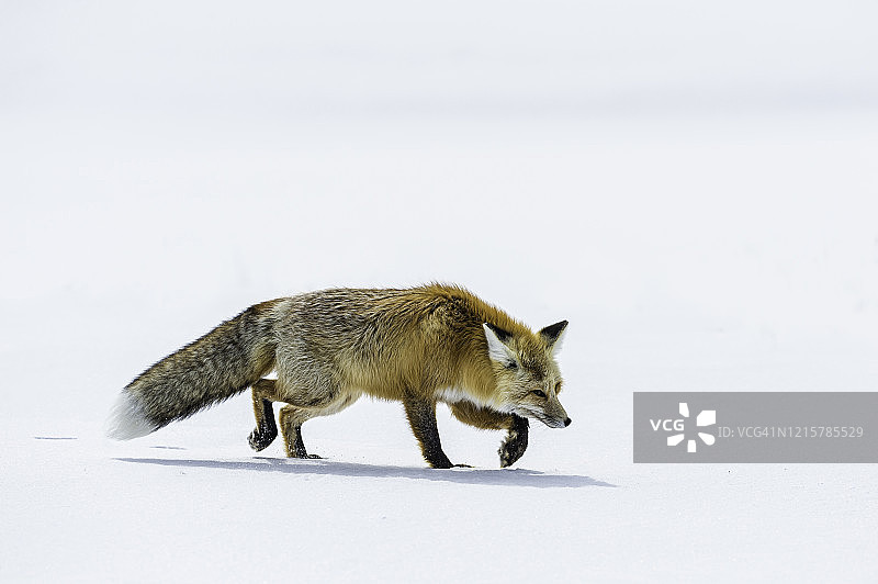 在黄石国家公园雪地里捕猎的红狐图片素材