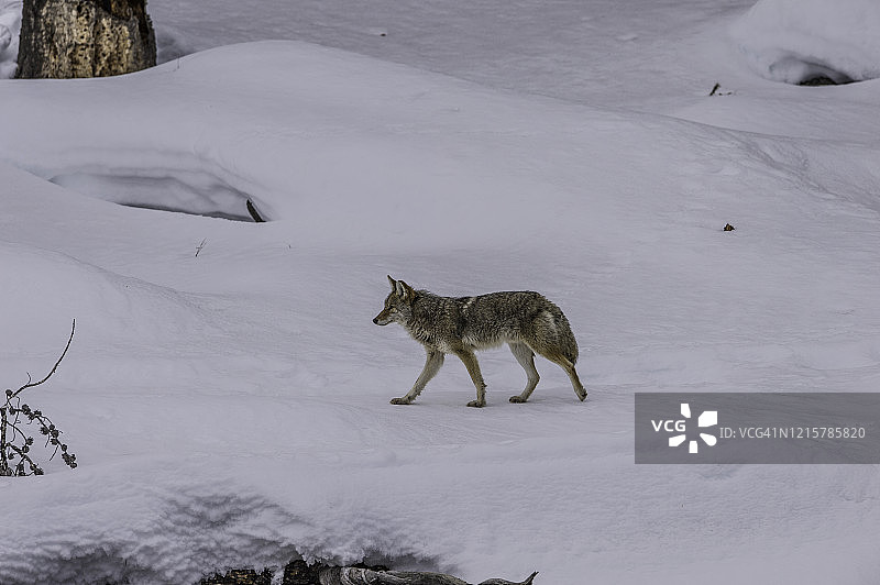 黄石国家公园雪地里的郊狼图片素材