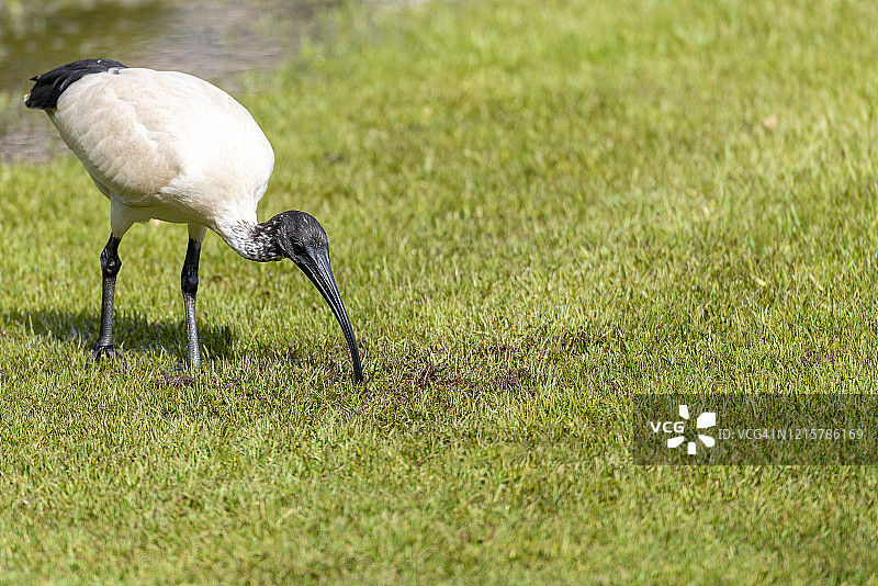 澳洲白鹮图片素材
