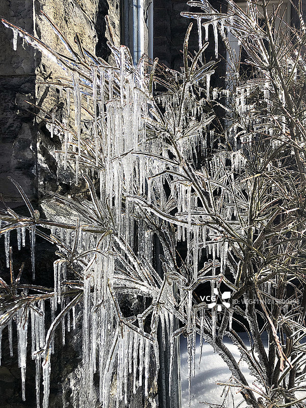 植物上的冰图片素材