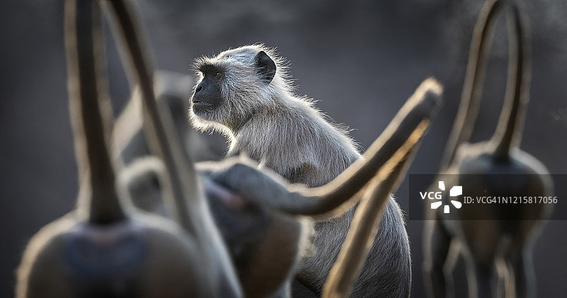 猴子，印度拉贾斯坦邦伦滕波尔国家公园图片素材