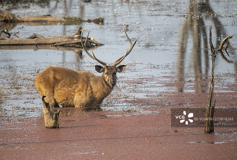 印度伦滕博尔国家公园的印度黑鹿图片素材
