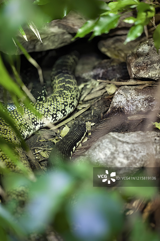 加蓬咝蝰图片素材