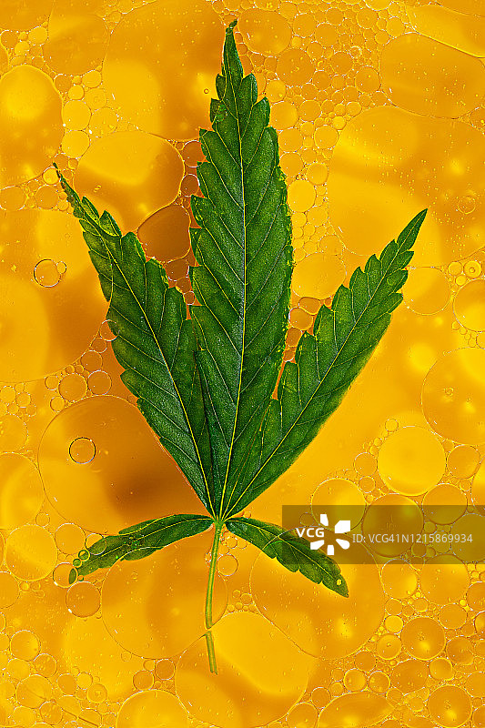 黄色油中绿色大麻叶特写图片素材