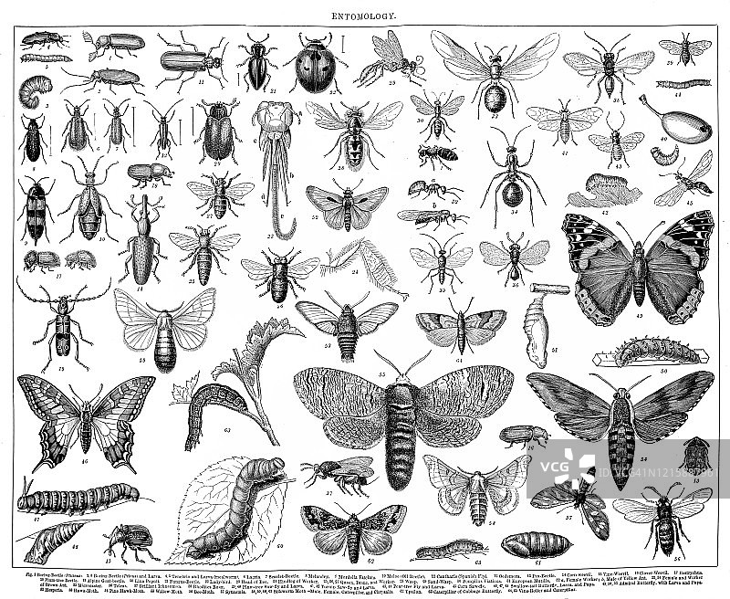 昆虫学古版画插图图片素材