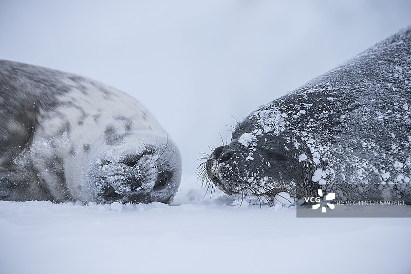 威德尔海豹与幼崽图片素材