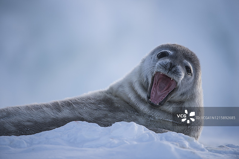 威德尔海豹幼崽呼唤母亲图片素材