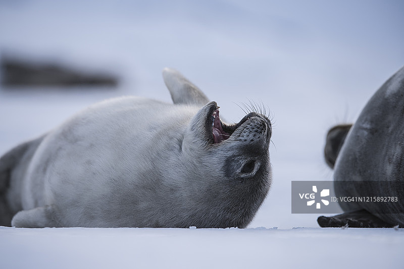 威德尔海豹幼崽躺在冰上呼唤母亲图片素材