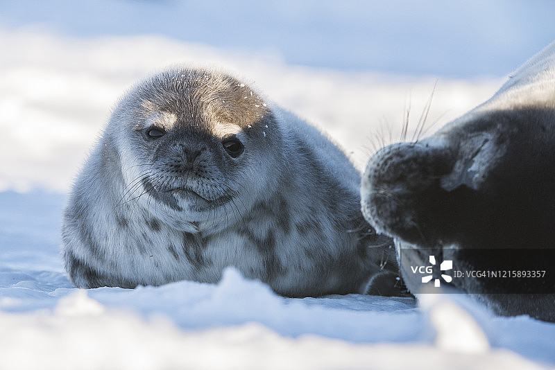 威德尔海豹幼崽依偎在母亲身旁图片素材