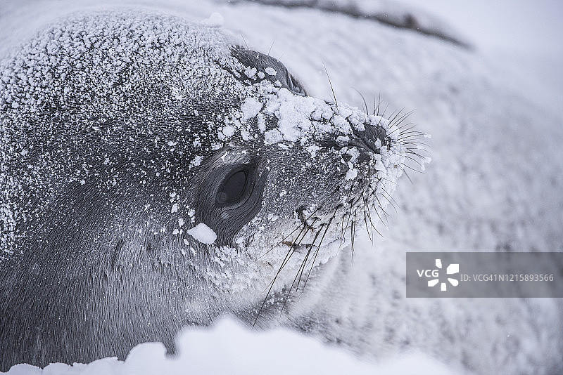 威德尔海豹幼崽雪地特写图片素材