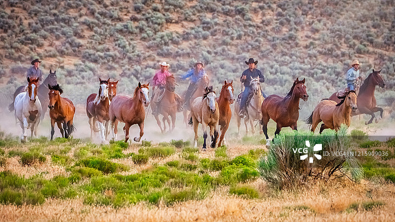 牛仔赶回奔跑的幼年野马群图片素材