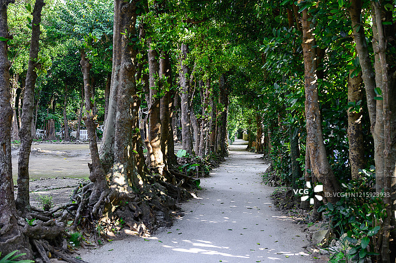 日本冲绳县本部町备濑福木树路图片素材