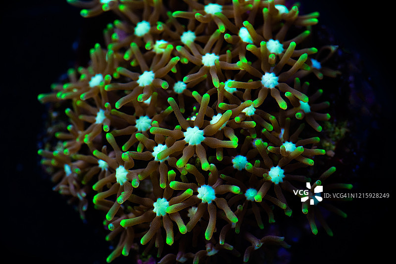 绿色蜂巢珊瑚特写照片图片素材