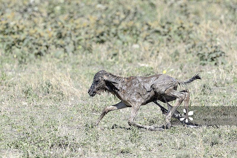 蓝色角马图片素材