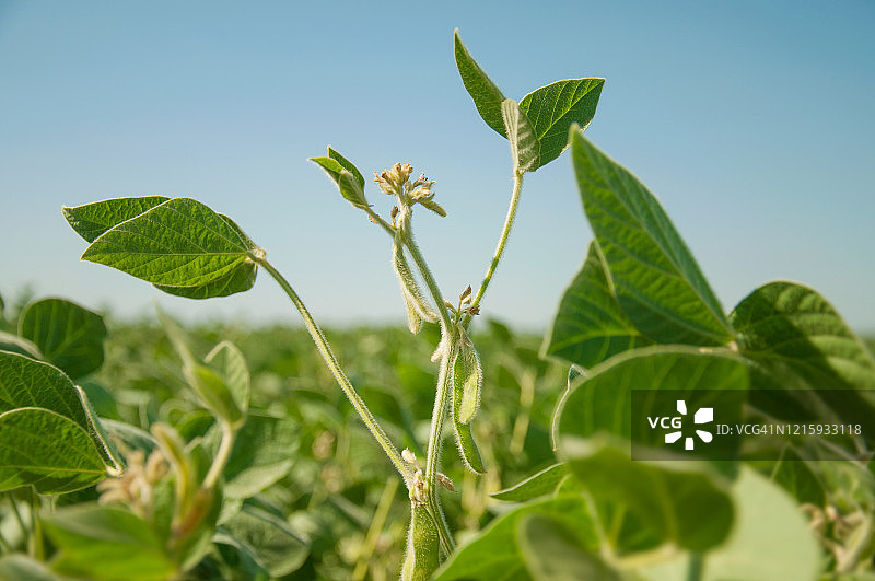 田野中大豆植株优雅的绿色茎，带有幼荚和花序，在蓝天下向上延伸图片素材