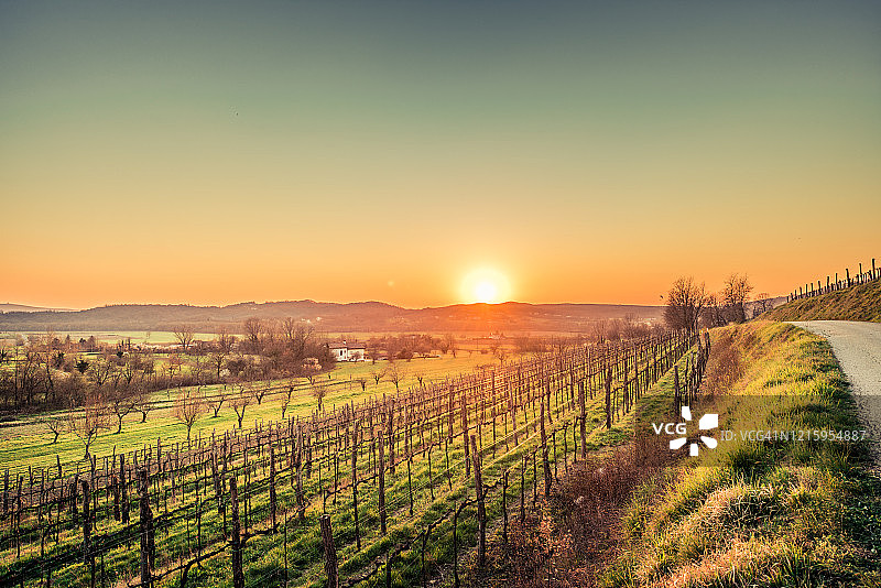 葡萄园上的日落图片素材