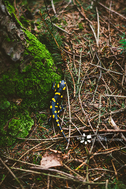火蜥蜴图片素材