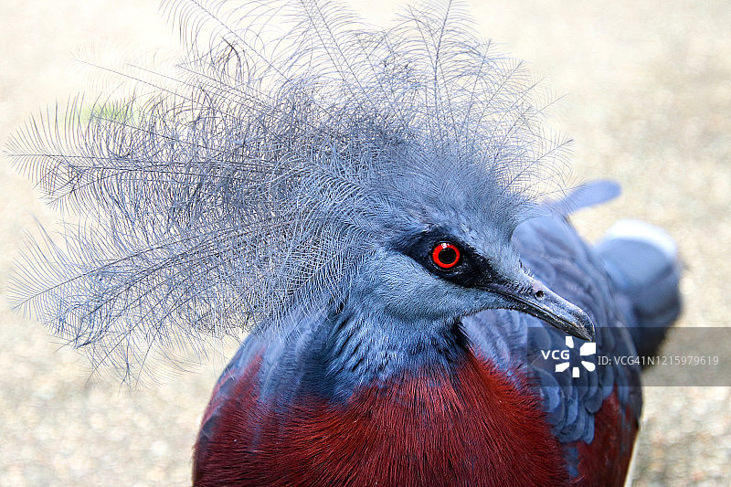 蓝冠鸠鸟特写图片素材