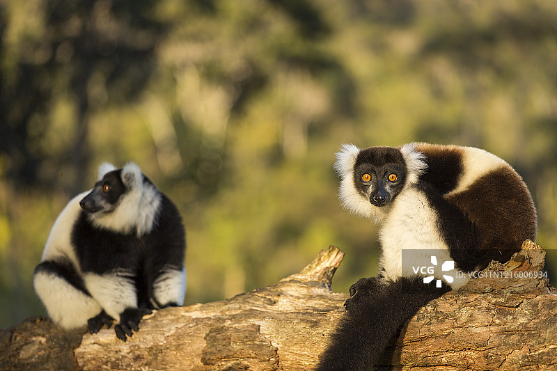 马达加斯加的狐猴，栖息于自然环境图片素材