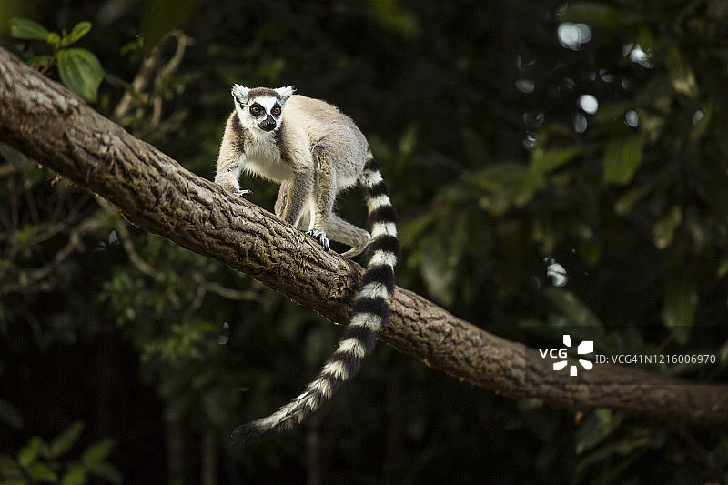 马达加斯加的狐猴，栖息于自然环境图片素材