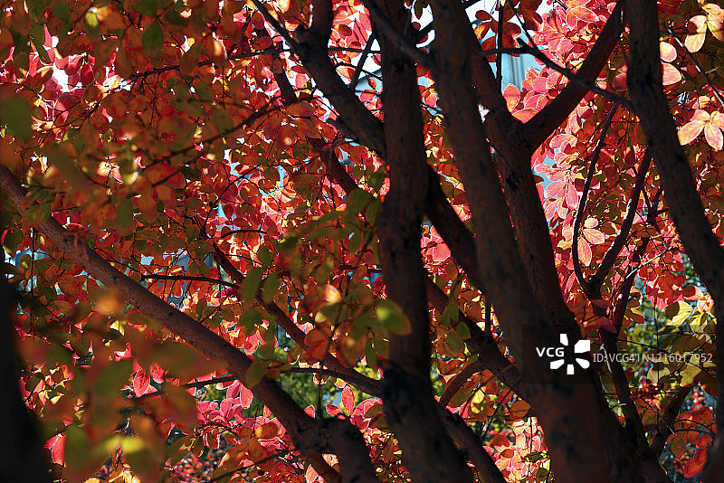 秋季智利风光36号图片素材