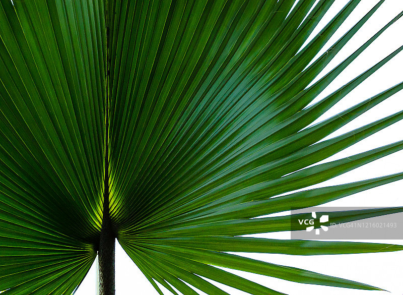 充满活力的绿色热带扇形棕榈叶抽象图像图片素材