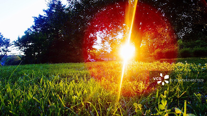 树林中的日落图片素材