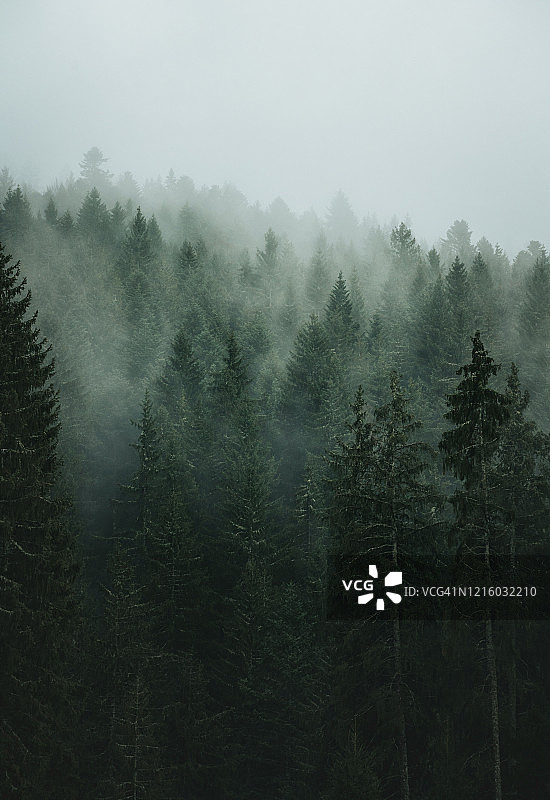 黑森林的雾天图片素材