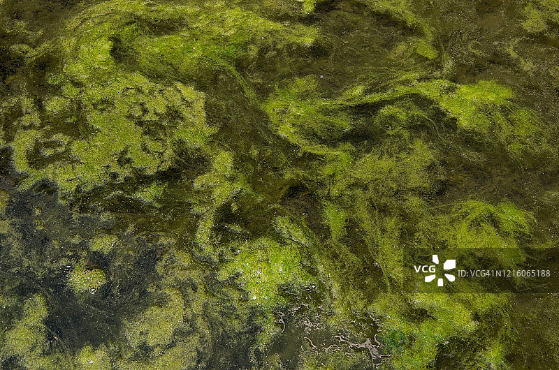 停滞水域中的绿藻图片素材