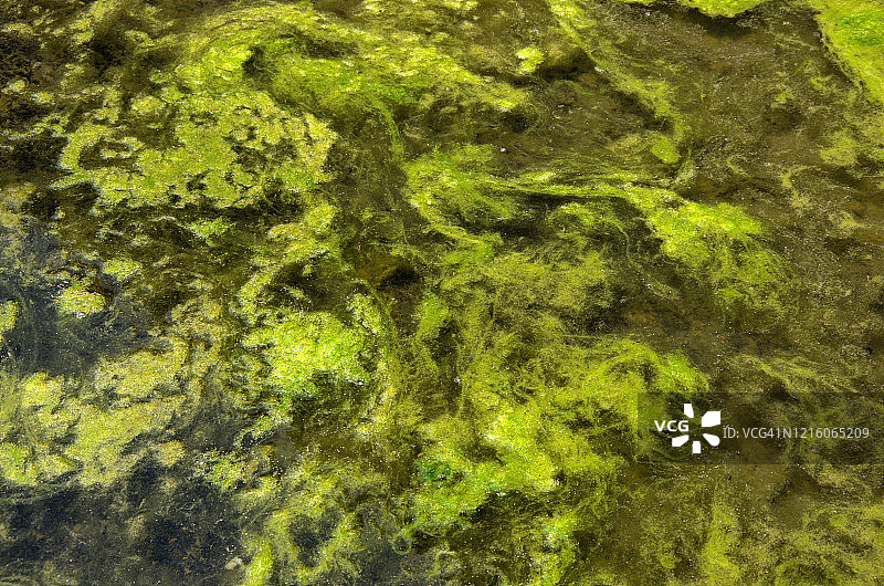 停滞水域中的绿藻图片素材