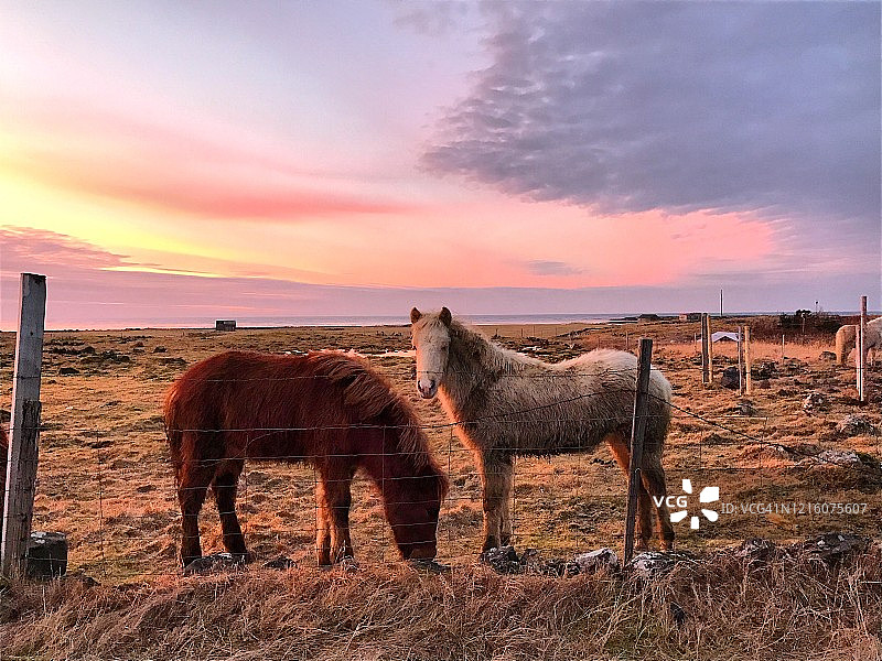 冰岛的可爱蓬松小马驹图片素材