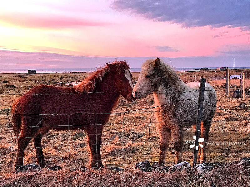 一对可爱的冰岛矮马在日落时分的牧场上依偎图片素材
