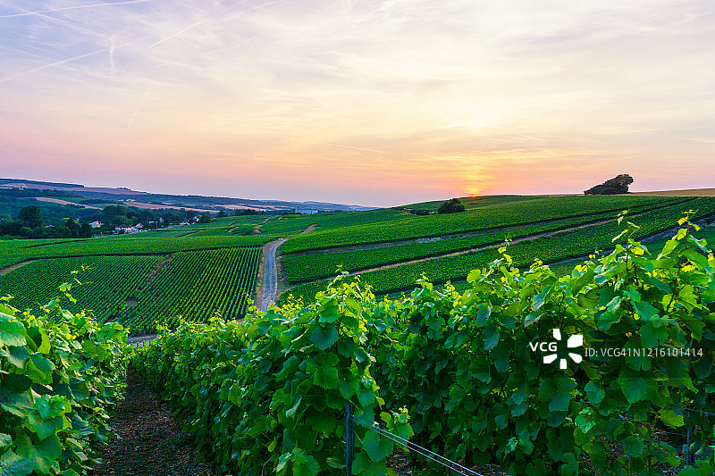 列葡萄藤葡萄在香槟葡萄园的蒙特尼德兰斯图片素材