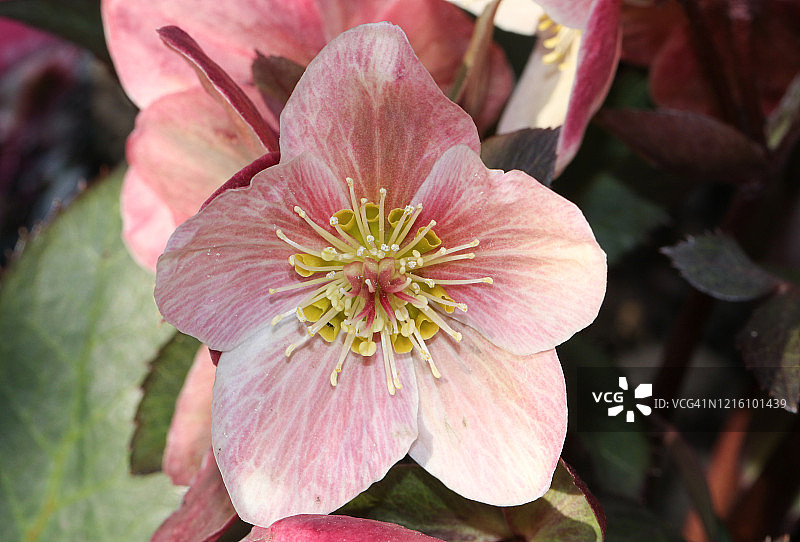 一朵美丽的圣诞玫瑰，粉霜图片素材