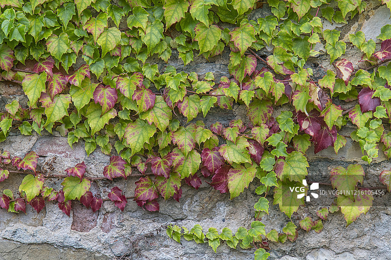 美国葡萄树（Parthenocissus quinquefolia）是葡萄科的攀缘植物图片素材