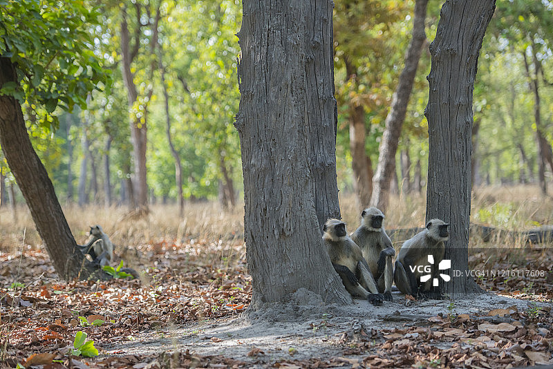 灰叶猴小群在树下警惕地观望图片素材