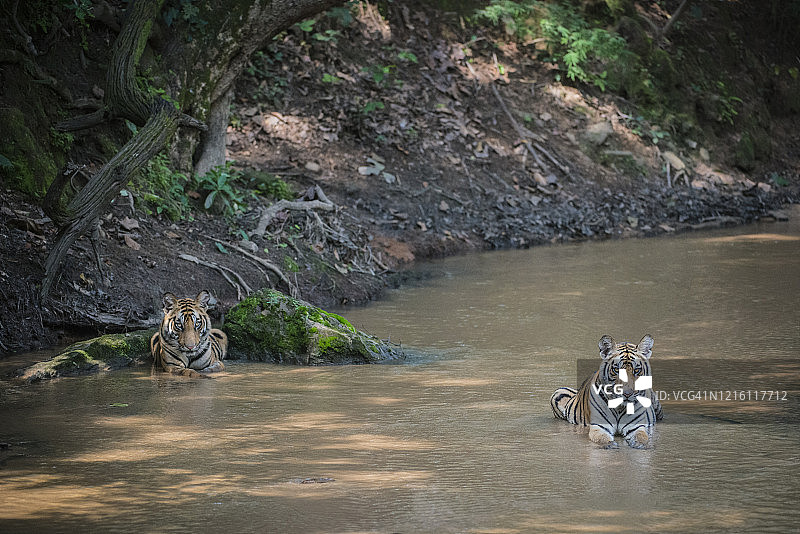 两只约18个月大的虎崽在溪流中休息图片素材