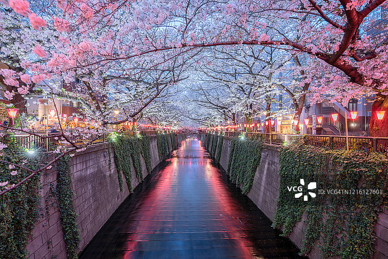 东京目黑川夜幕下的樱花图片素材
