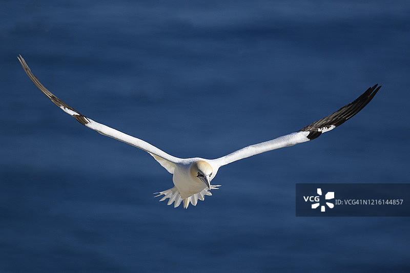 飞行中的北方塘鹅图片素材