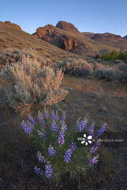 派克溪小径的羽扇豆和派克岩图片素材