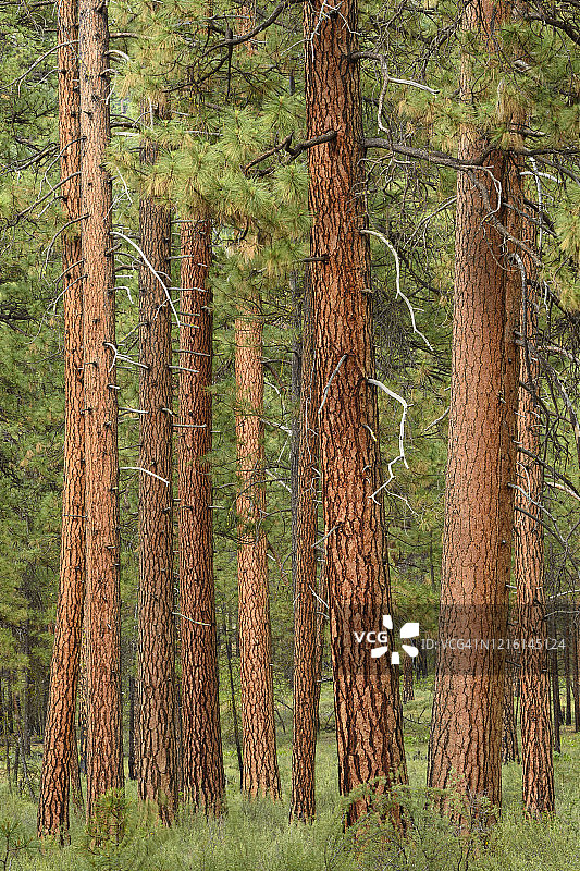 黄松树图片素材