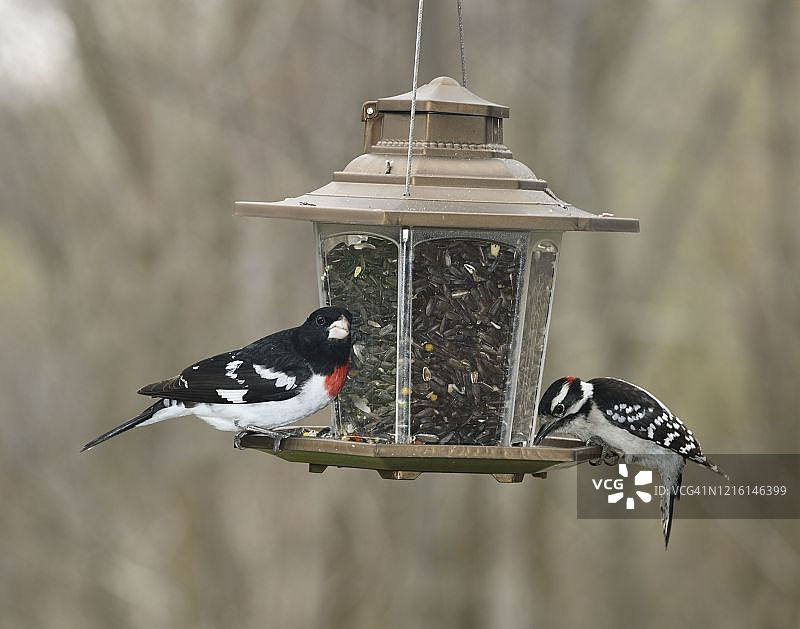 红胸黑头蜡嘴雀和毛Wood啄木鸟在喂鸟器上吃葵花籽图片素材