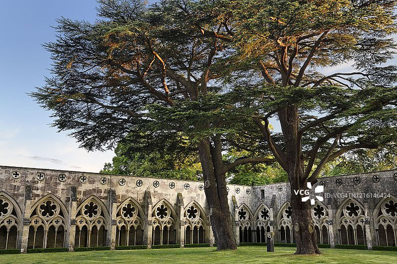 索尔兹伯里大教堂回廊花园中的两棵巨型雪松图片素材