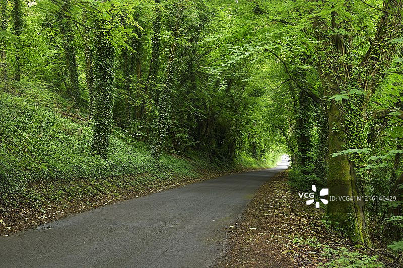 茂盛森林中长满常春藤的狭窄小路图片素材