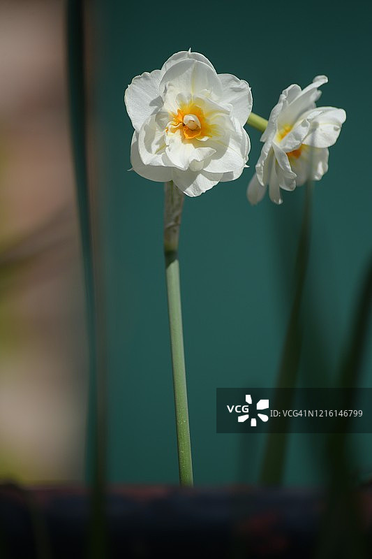 水仙花静物图片素材