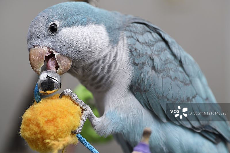 蓝色和尚鹦鹉啃咬金属铃铛特写图片素材